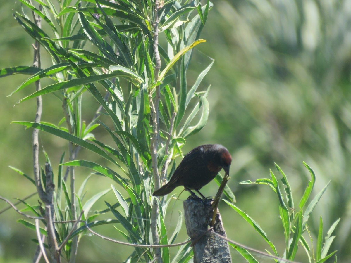 Chestnut-capped Blackbird - ML642135268