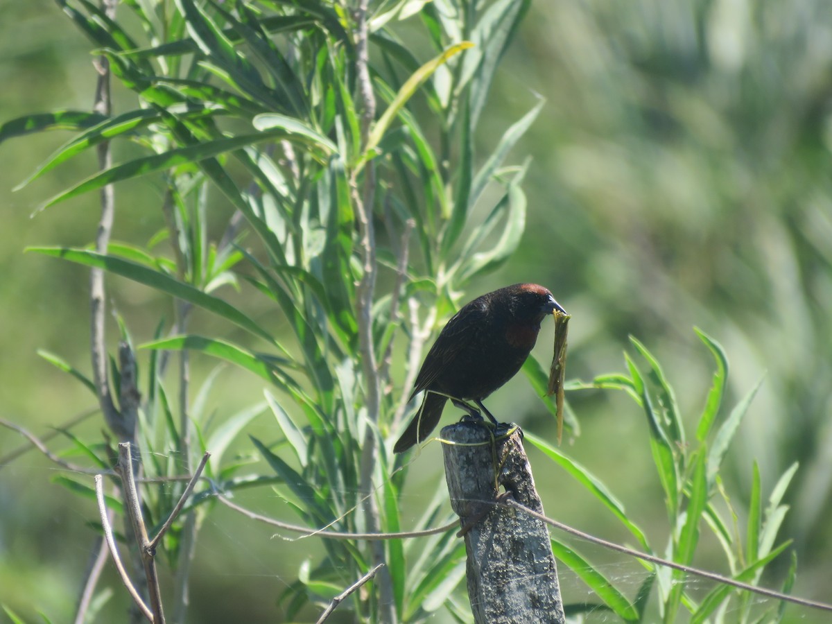 Chestnut-capped Blackbird - ML642135269