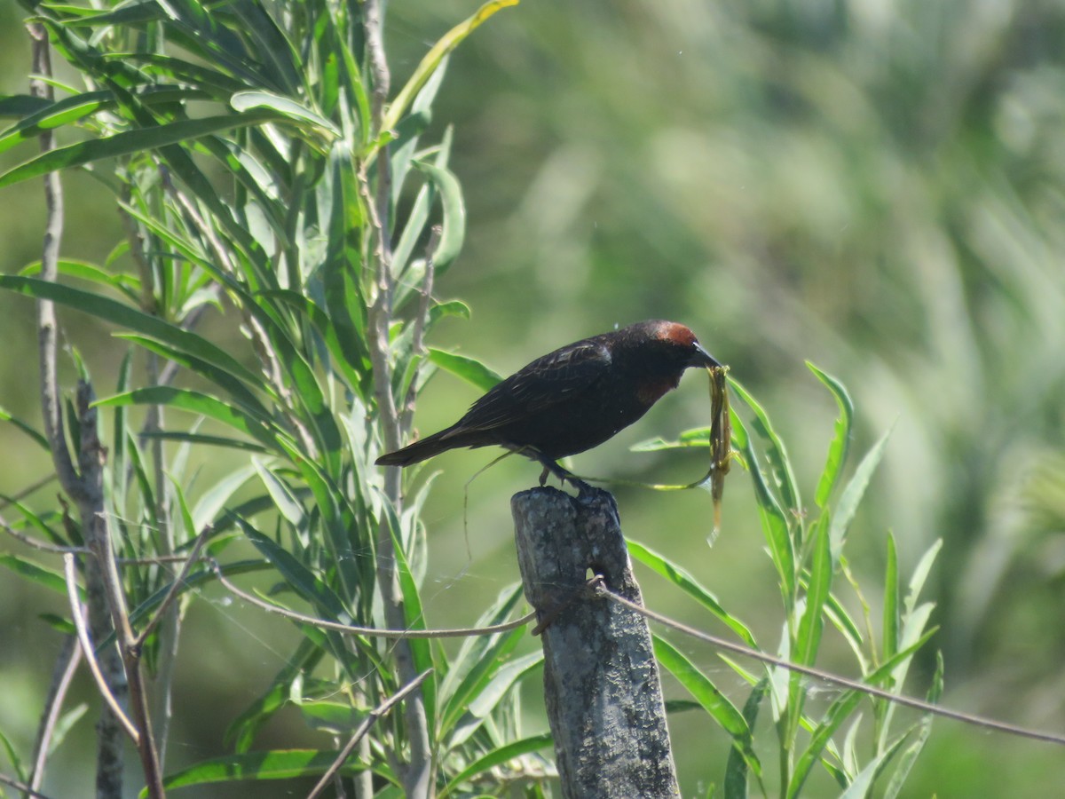 Chestnut-capped Blackbird - ML642135270