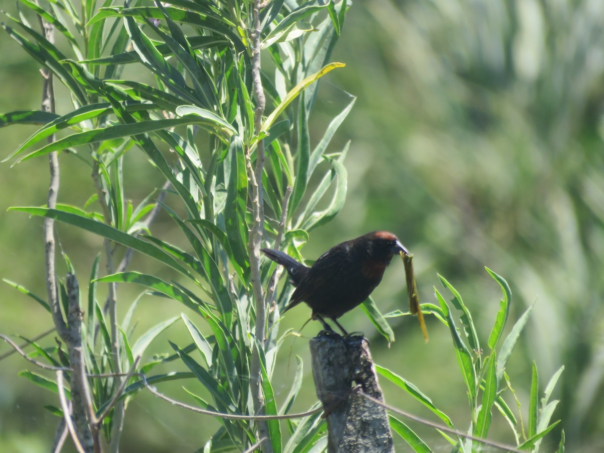 Chestnut-capped Blackbird - ML642135271
