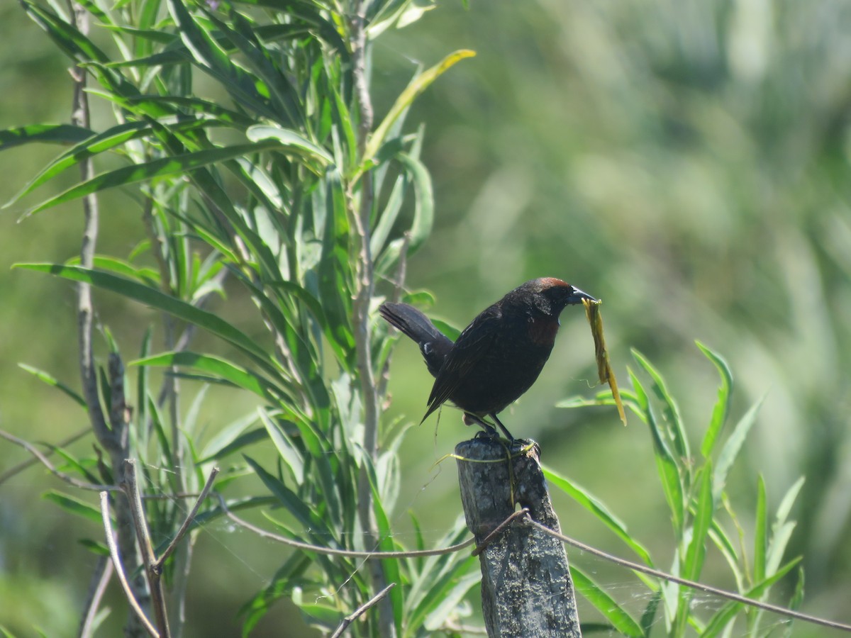 Chestnut-capped Blackbird - ML642135272