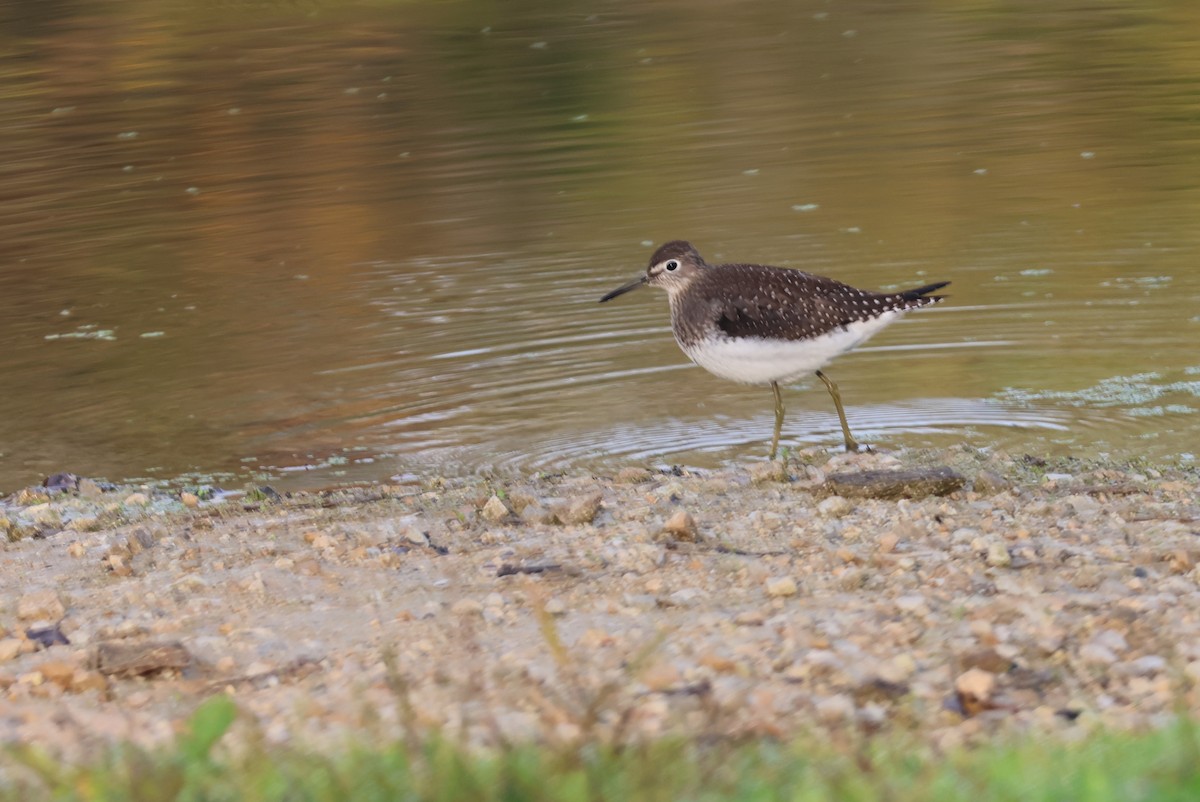 Einsiedelwasserläufer - ML642135278