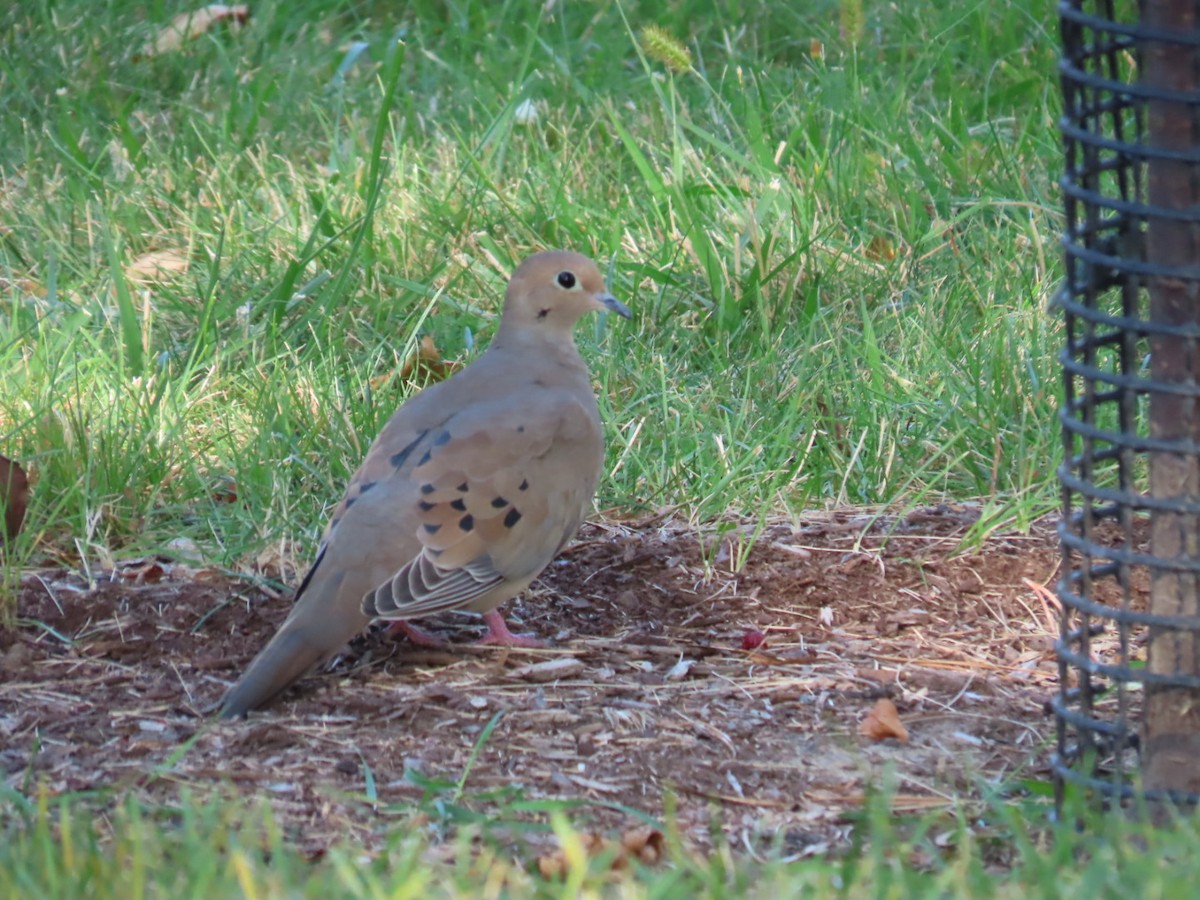 Mourning Dove - ML642135284