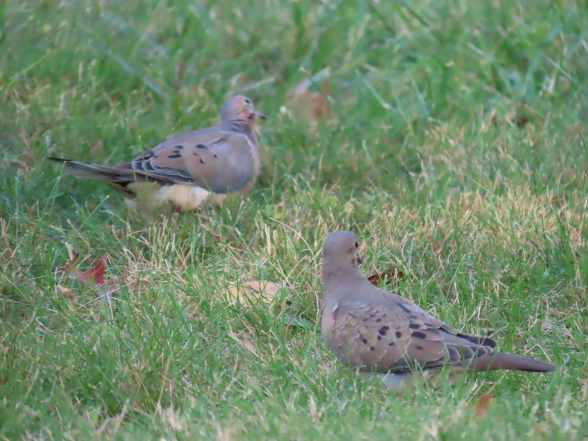Mourning Dove - ML642135285