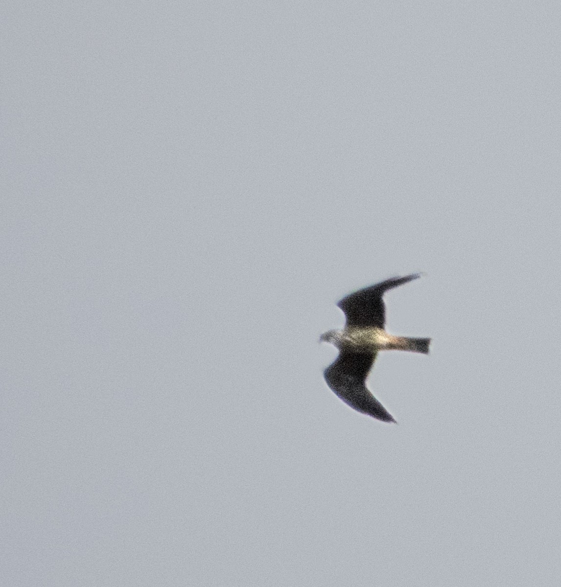 Mississippi Kite - ML642135290