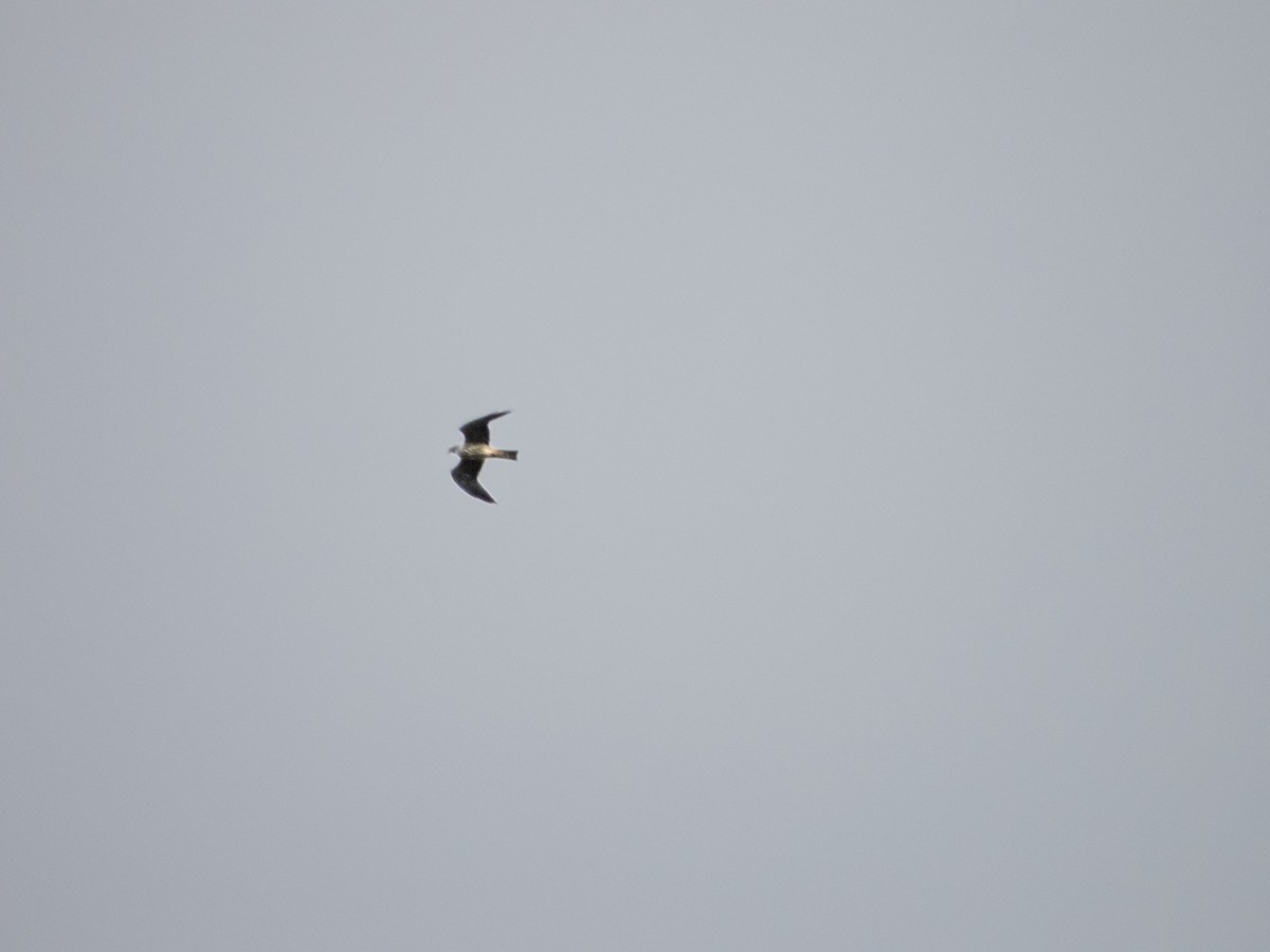Mississippi Kite - ML642135291