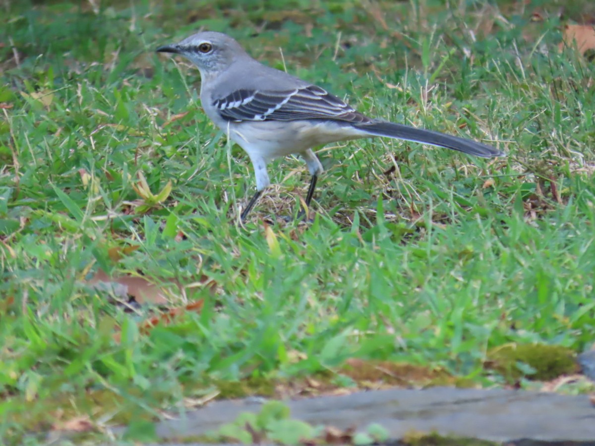 Northern Mockingbird - ML642135293