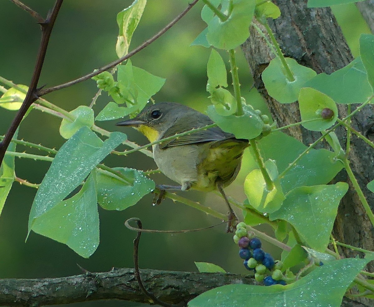 Common Yellowthroat - ML642135294