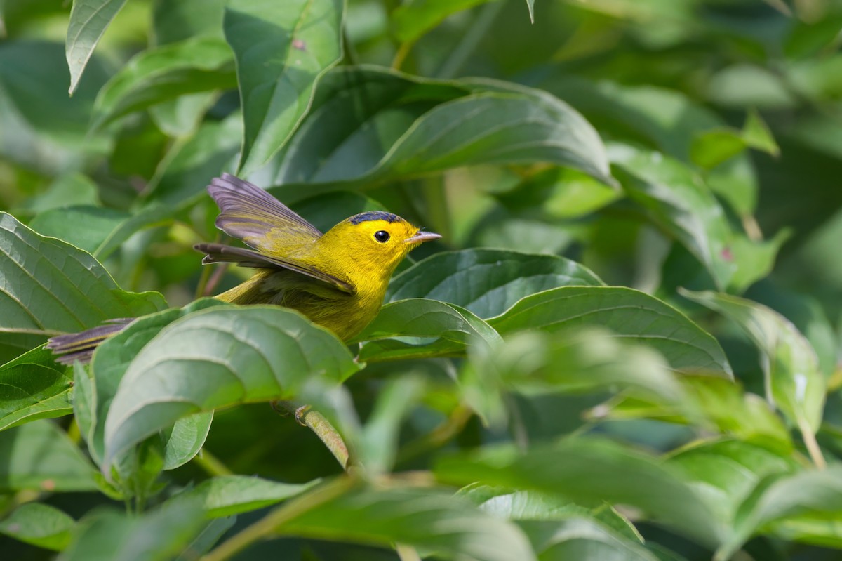Wilson's Warbler - ML642135301