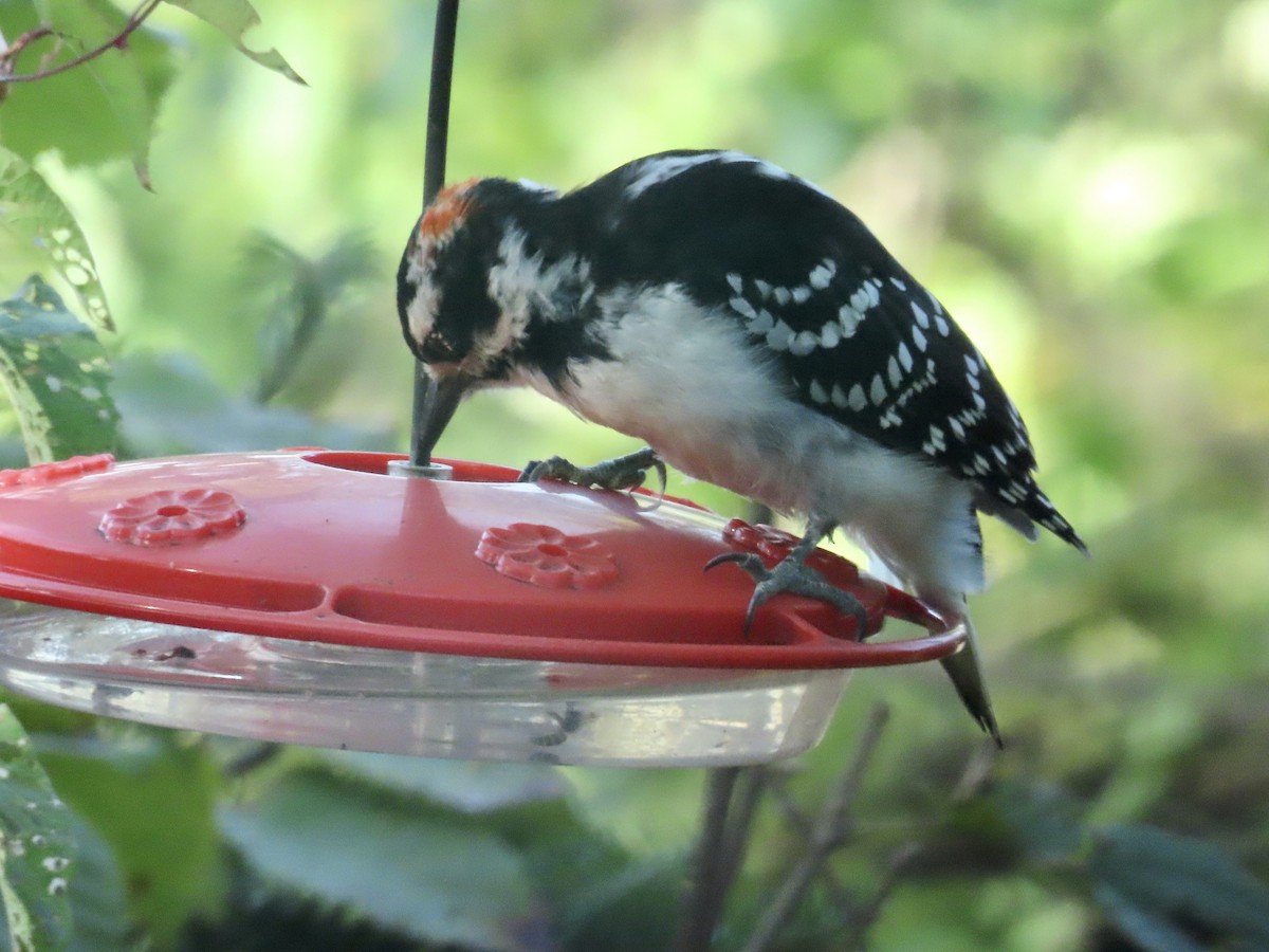 Hairy Woodpecker - ML642135306