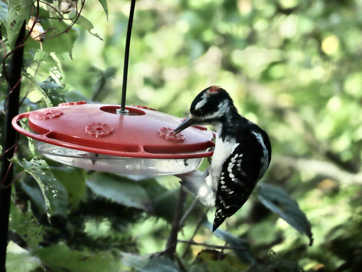 Hairy Woodpecker - ML642135307