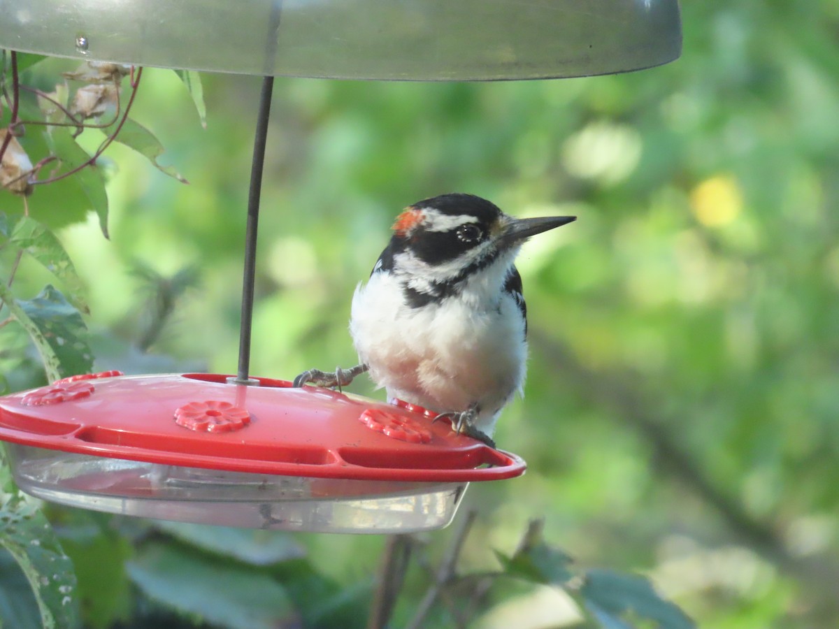 Hairy Woodpecker - ML642135308