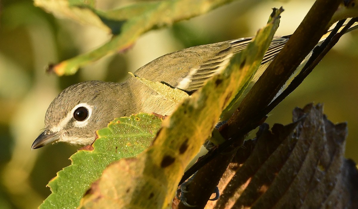Blue-headed Vireo - ML642135319