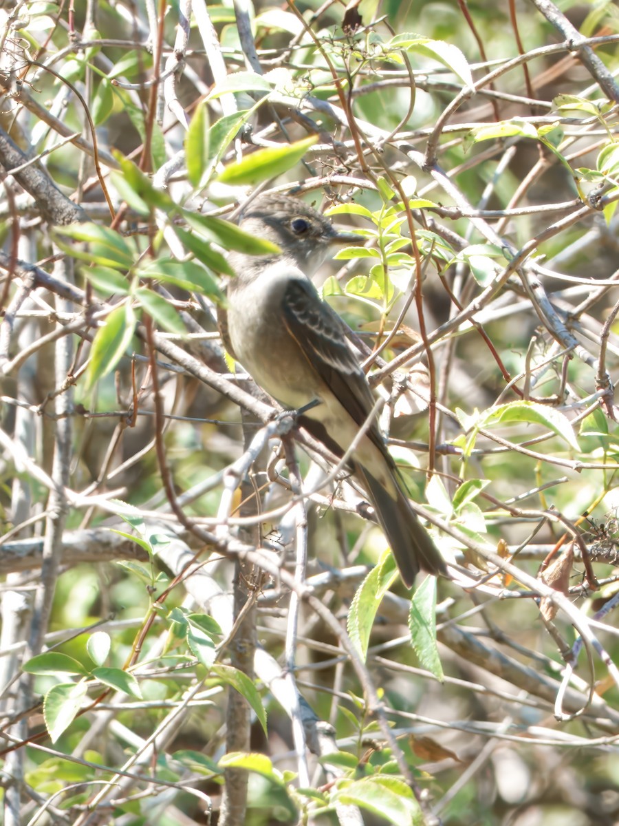 Western Wood-Pewee - ML642135331