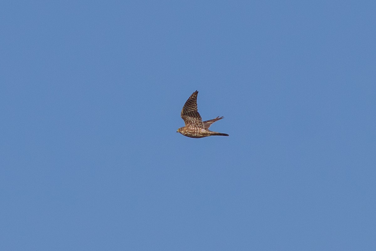 Merlin - ML642135360