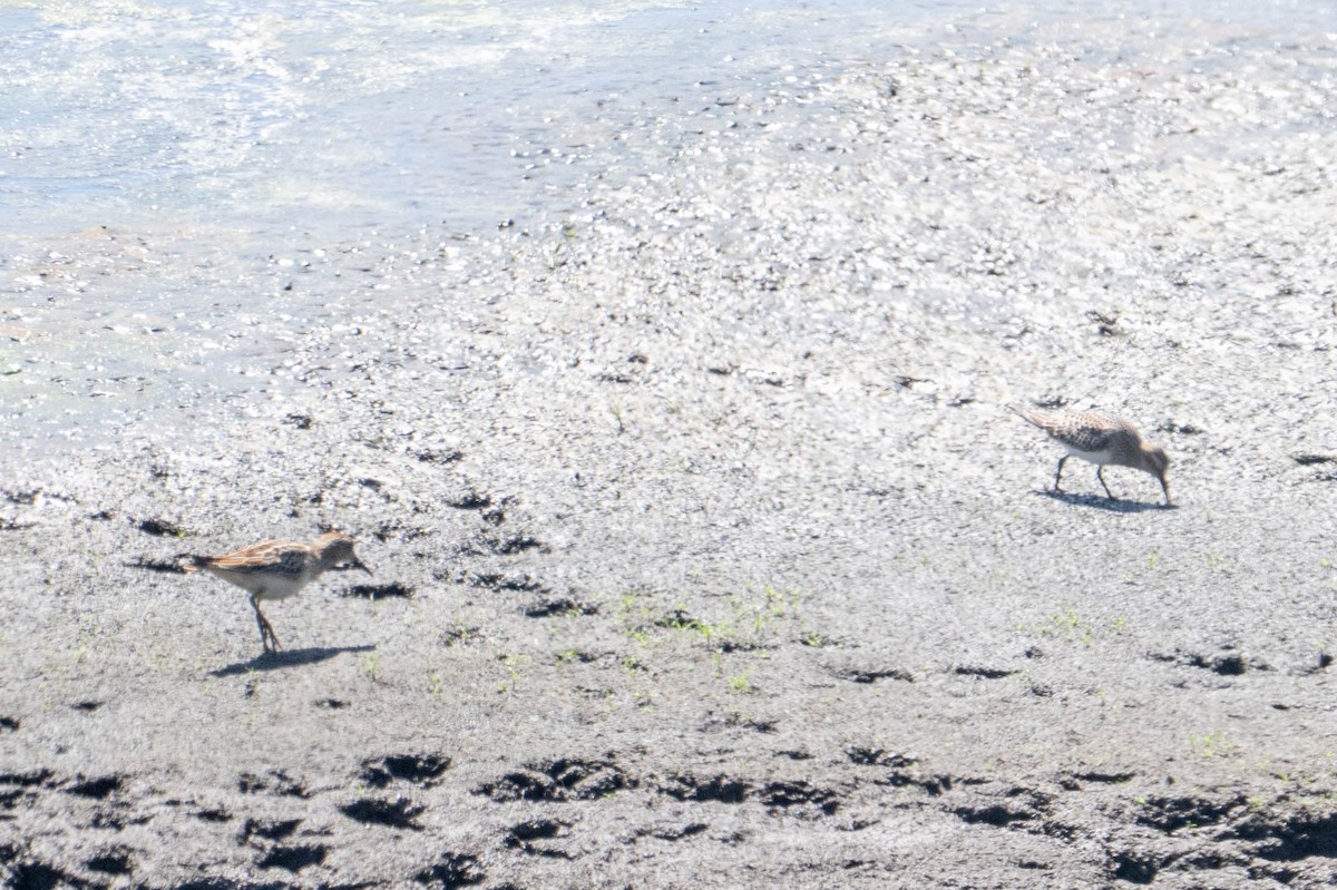 Pectoral Sandpiper - ML642135361