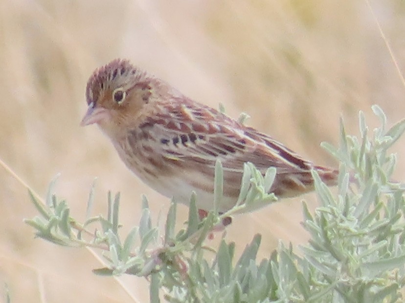 Grasshopper Sparrow - ML642135363