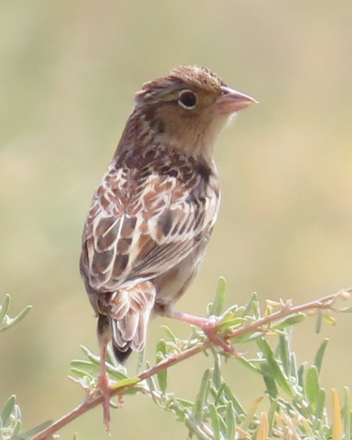 Grasshopper Sparrow - ML642135364