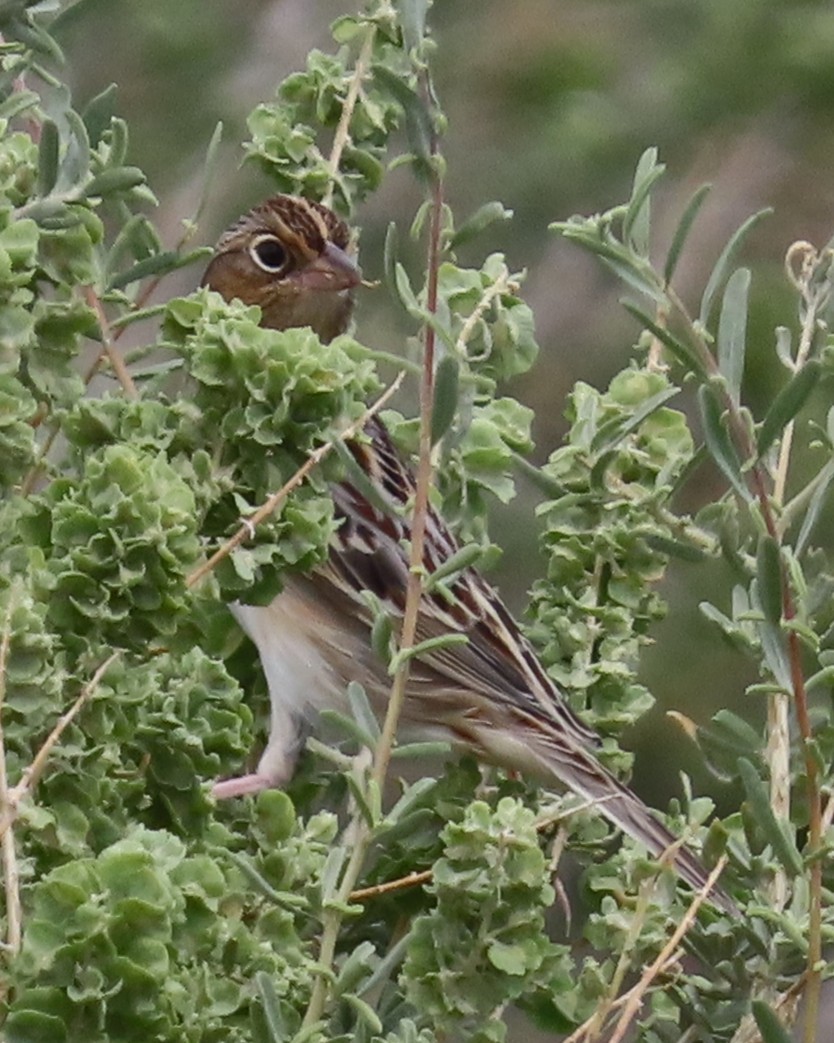 Grasshopper Sparrow - ML642135365