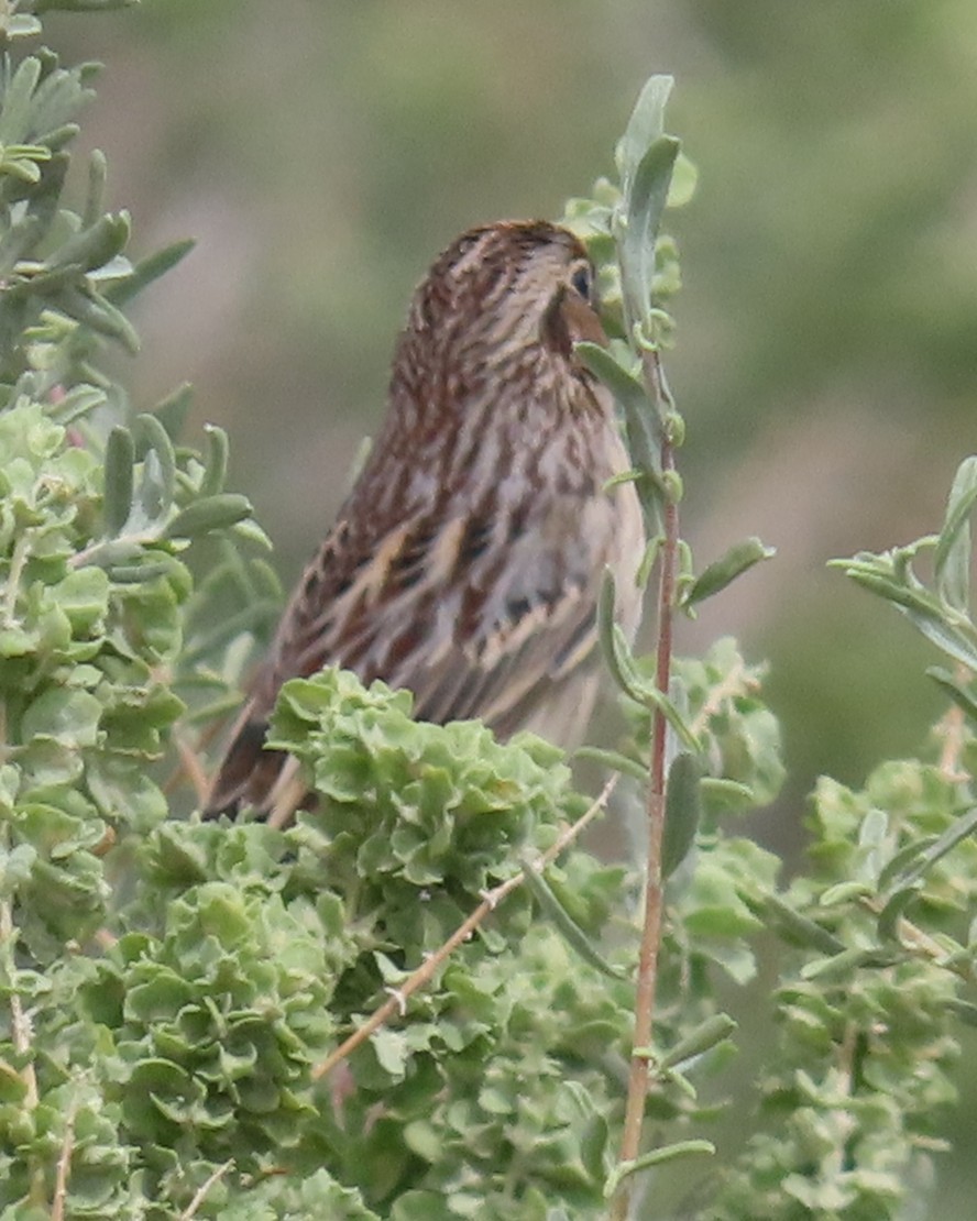 Grasshopper Sparrow - ML642135366
