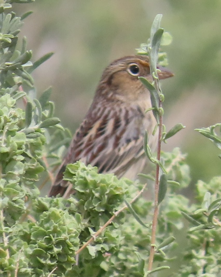 Grasshopper Sparrow - ML642135367