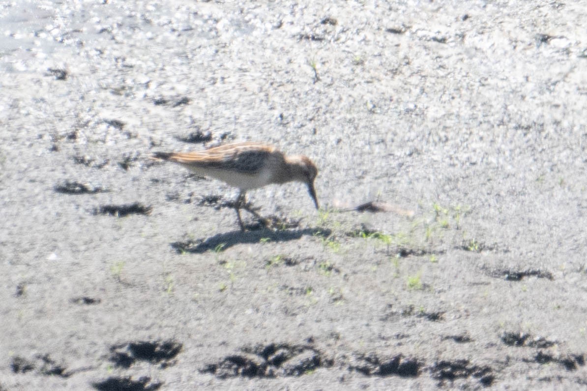 Pectoral Sandpiper - ML642135369