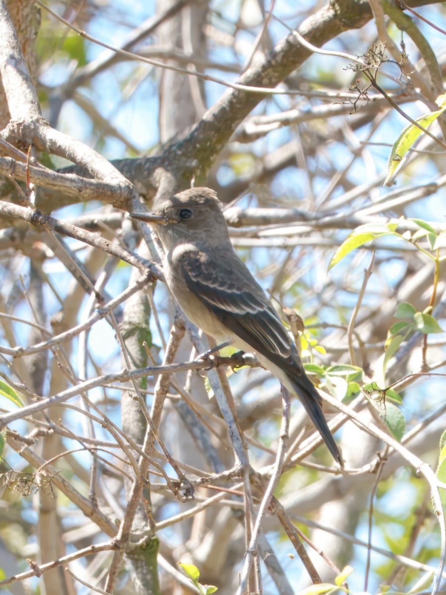 Western Wood-Pewee - ML642135376