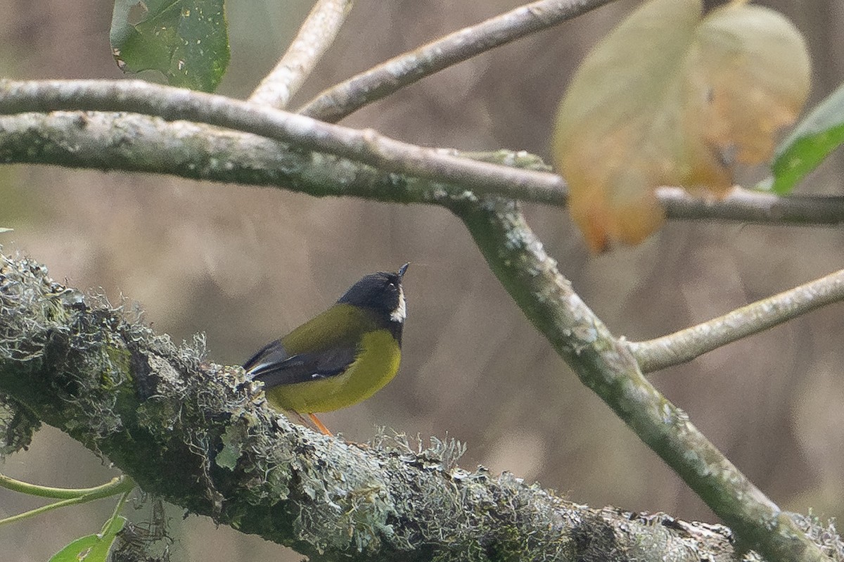 Black-throated Apalis - ML642135384
