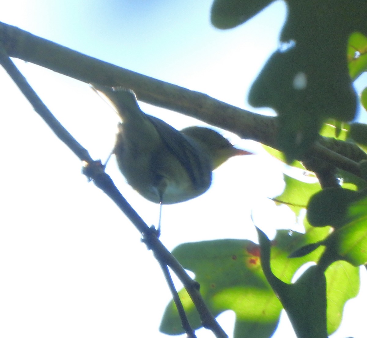 Northern Parula - ML642135399