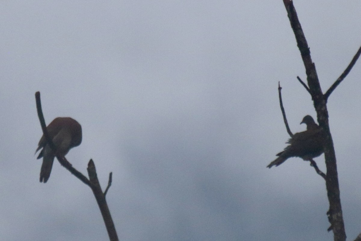 Pale-vented Pigeon - ML642135400