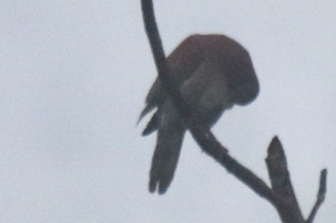 Pale-vented Pigeon - ML642135401