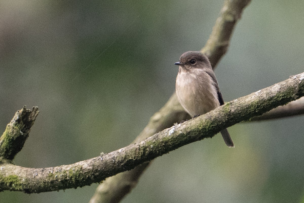 African Dusky Flycatcher - ML642135402