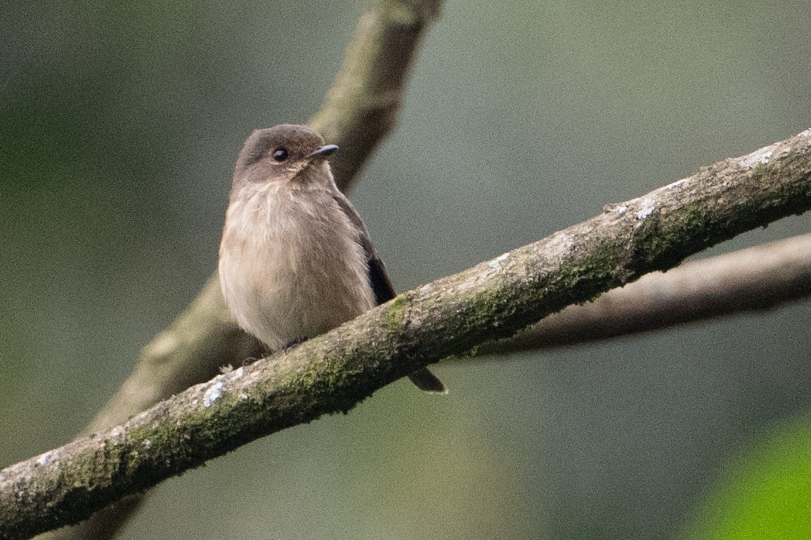 African Dusky Flycatcher - ML642135403