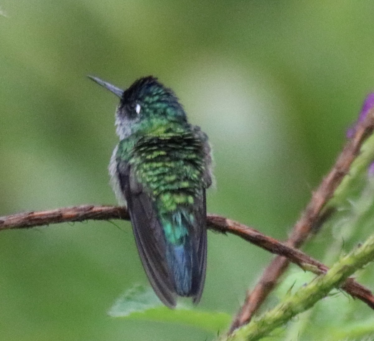 Colibrí Cabeciazul - ML642135412