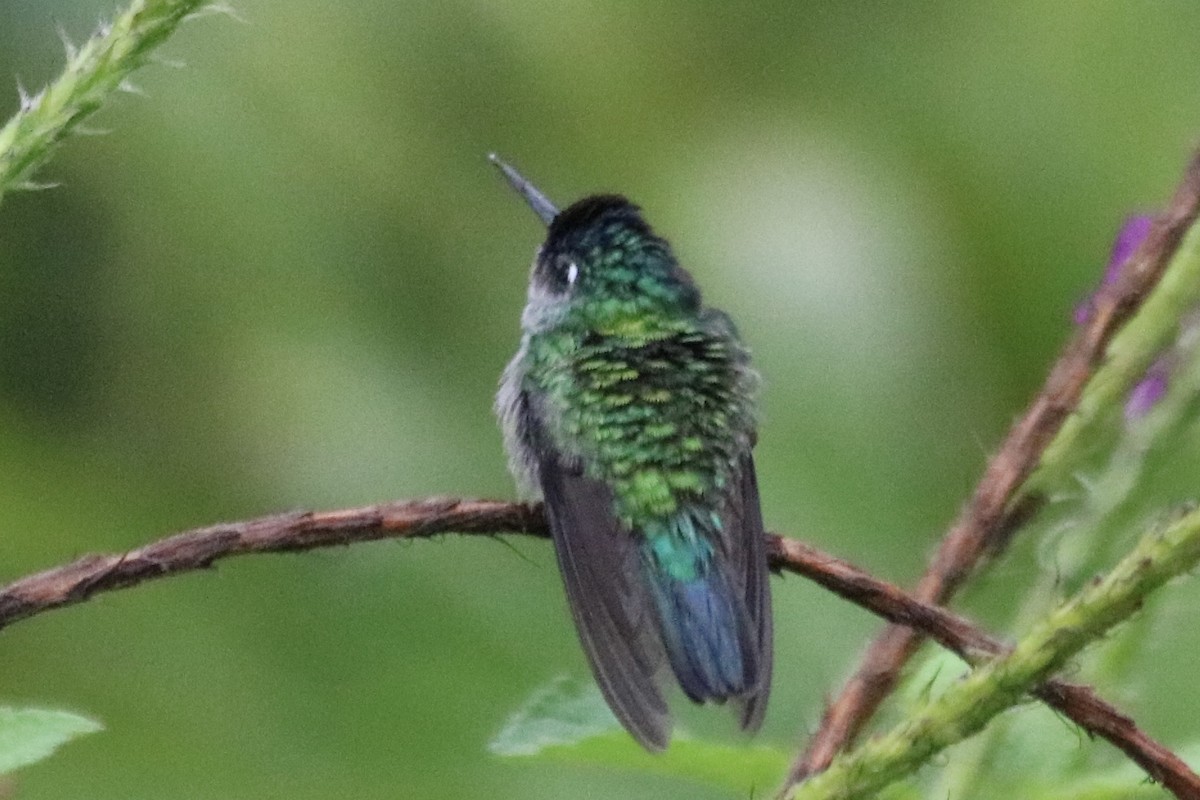 Colibrí Cabeciazul - ML642135414