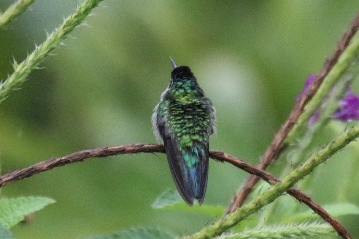 Colibrí Cabeciazul - ML642135415