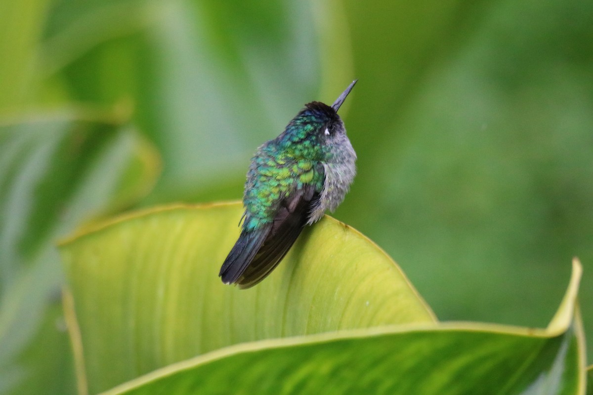 Colibrí Cabeciazul - ML642135416