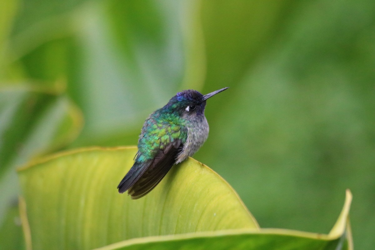 Colibrí Cabeciazul - ML642135417