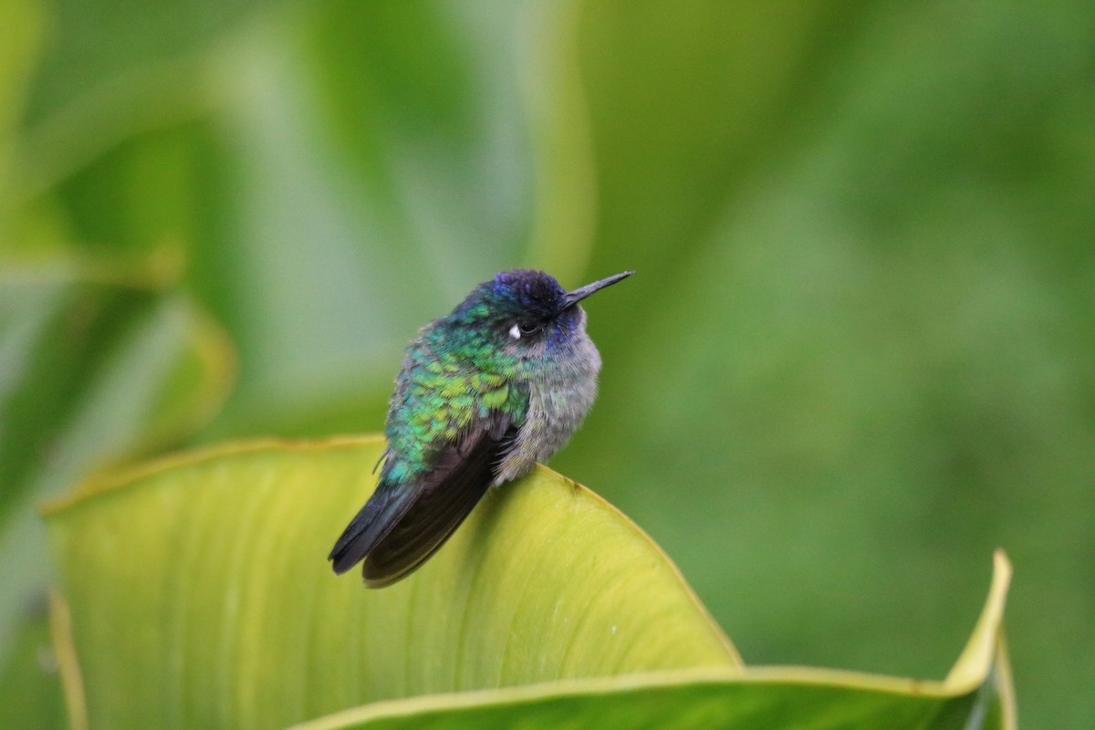 Colibrí Cabeciazul - ML642135418