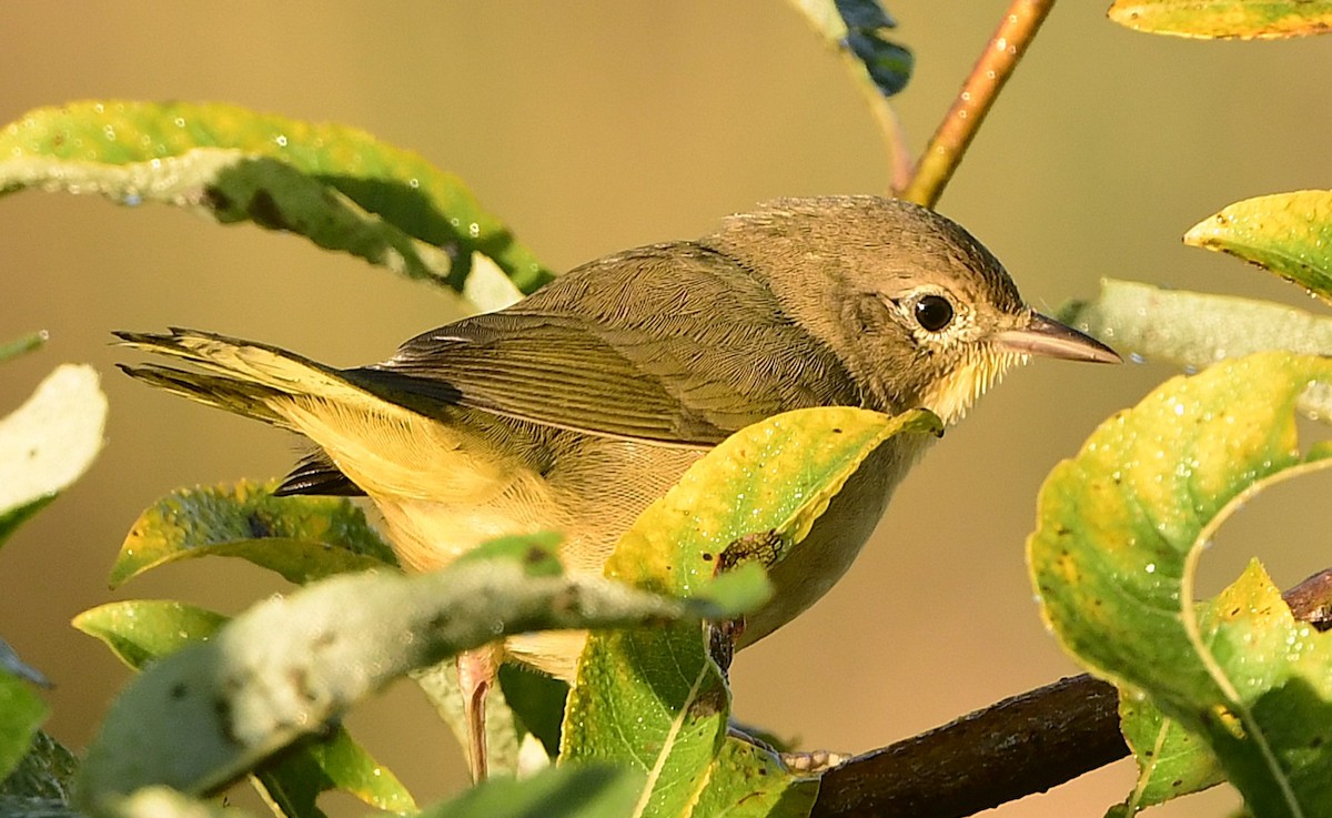Common Yellowthroat - ML642135421