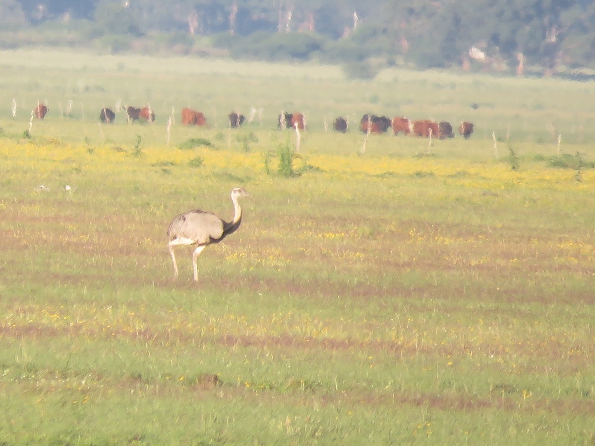 Greater Rhea - ML642135432