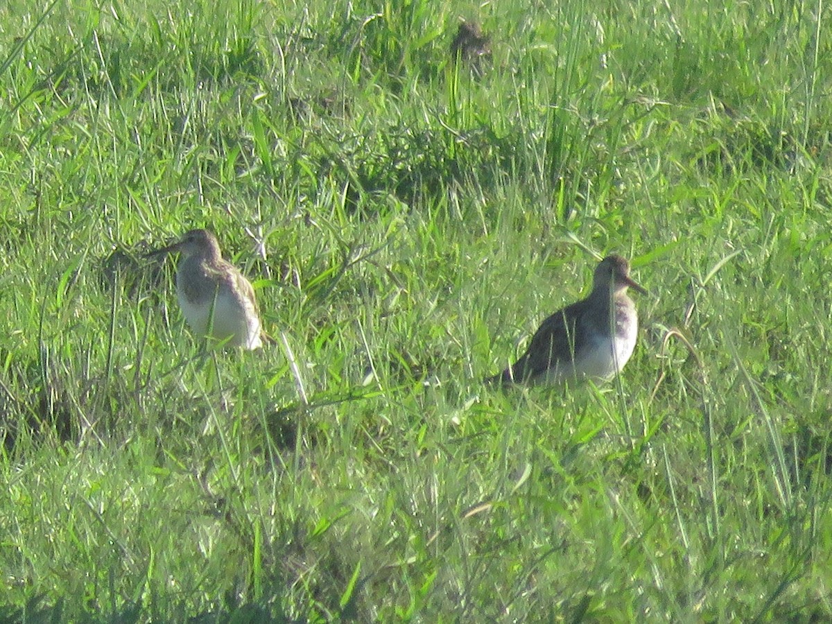 Pectoral Sandpiper - ML642135445