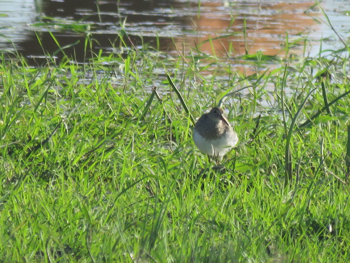Pectoral Sandpiper - ML642135446