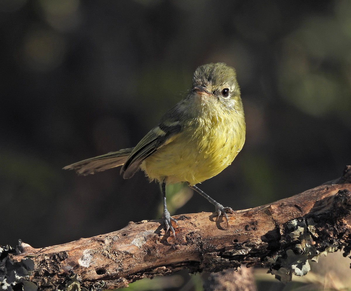 Mottle-cheeked Tyrannulet - ML642135451