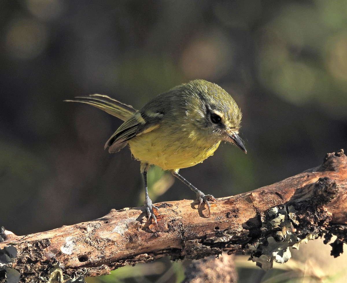 Mottle-cheeked Tyrannulet - ML642135452