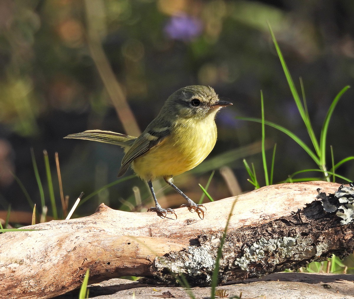 Mottle-cheeked Tyrannulet - ML642135453