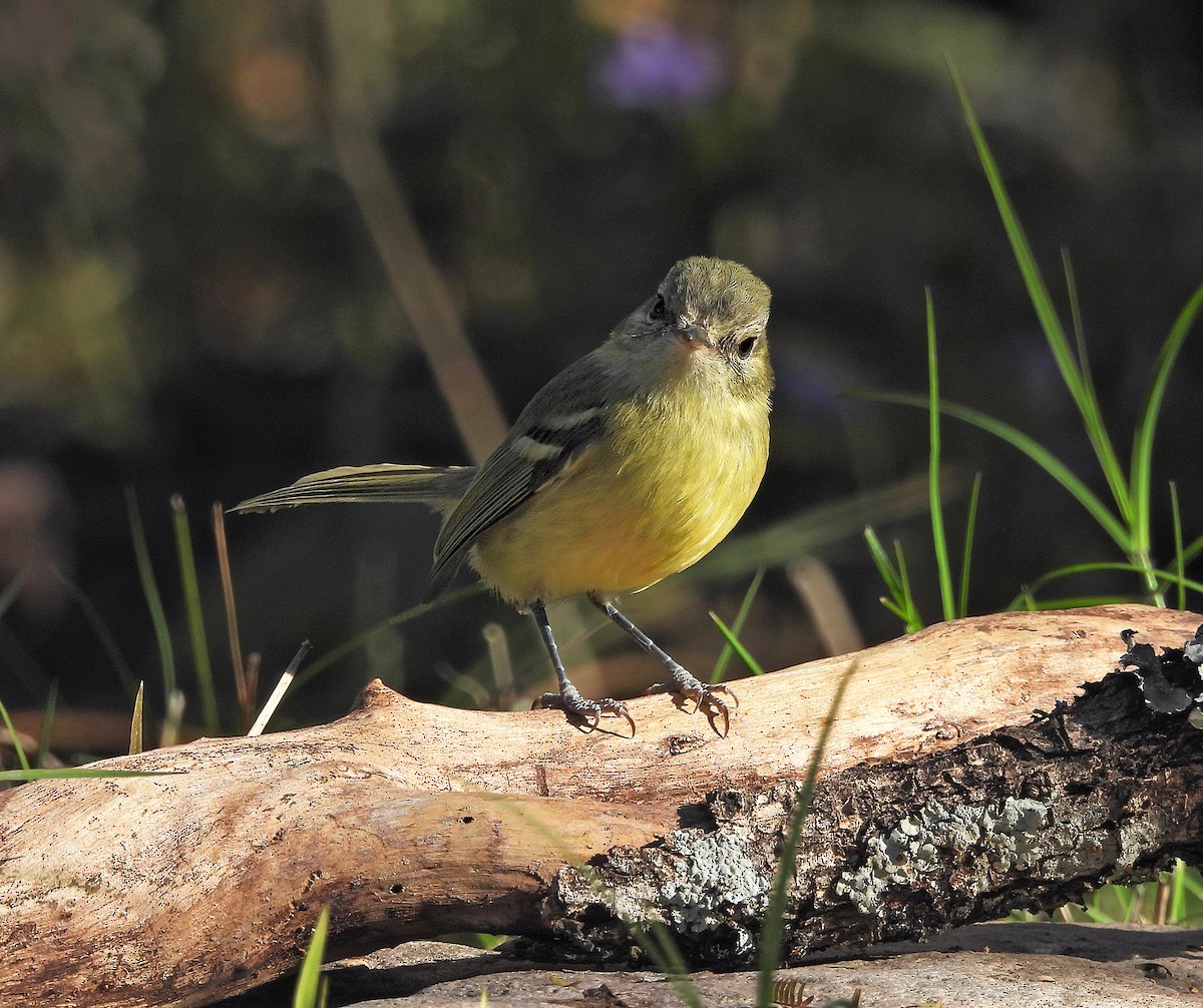 Mottle-cheeked Tyrannulet - ML642135454