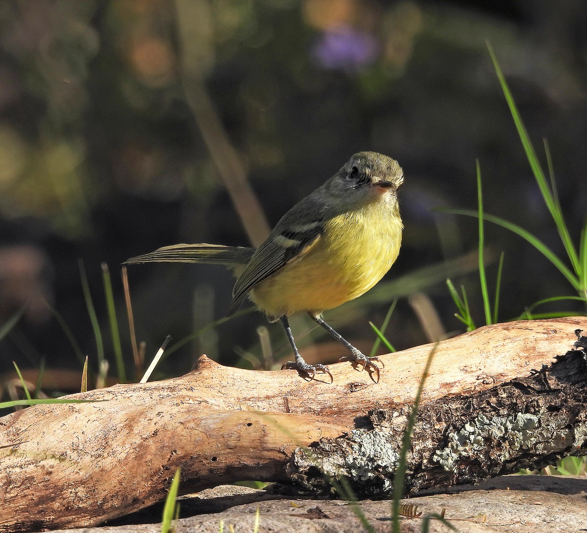 Mottle-cheeked Tyrannulet - ML642135455
