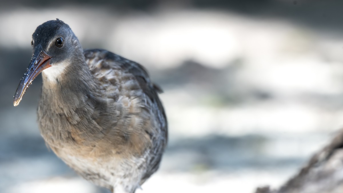 Clapper Rail - ML642135463