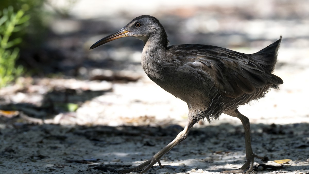 Clapper Rail - ML642135464